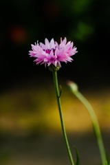 delicate
