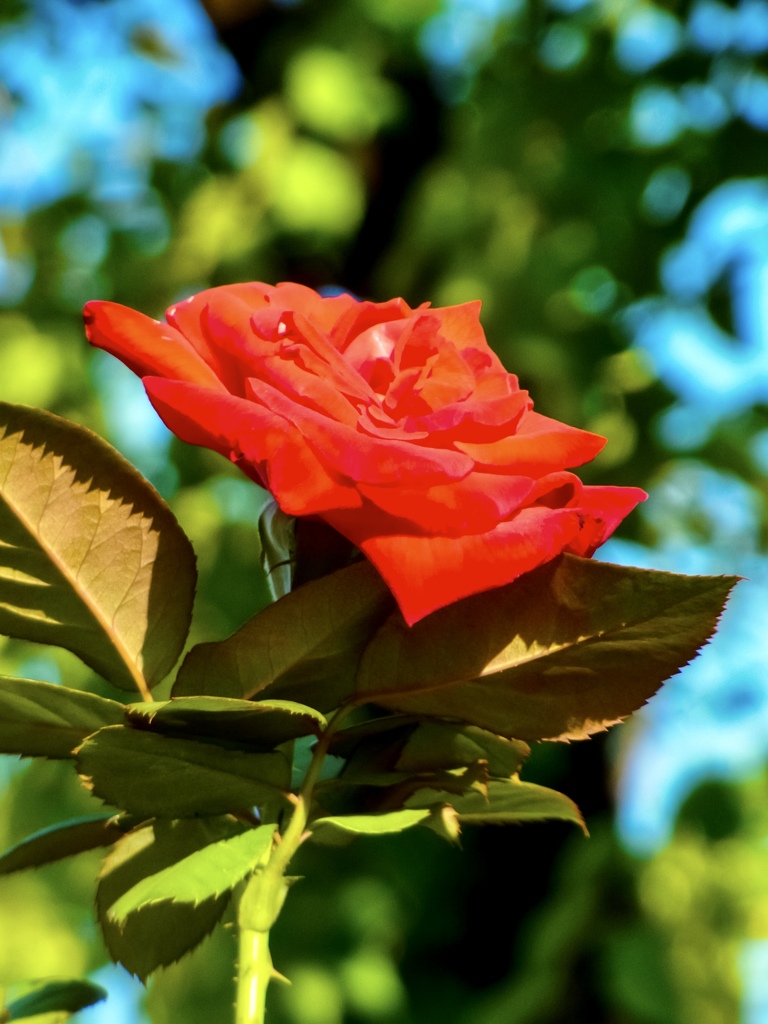 秋薔薇