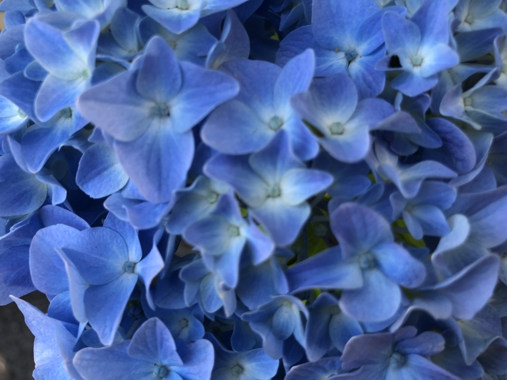 今日の紫陽花 5/22