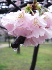 小糠雨