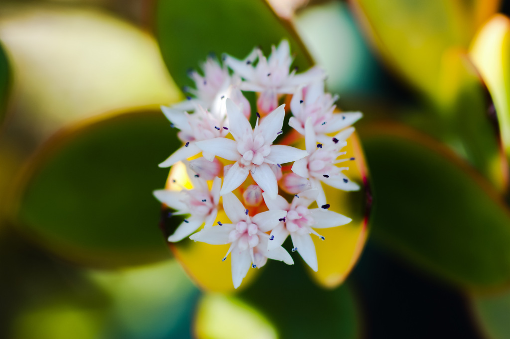 花が咲きました　(3)