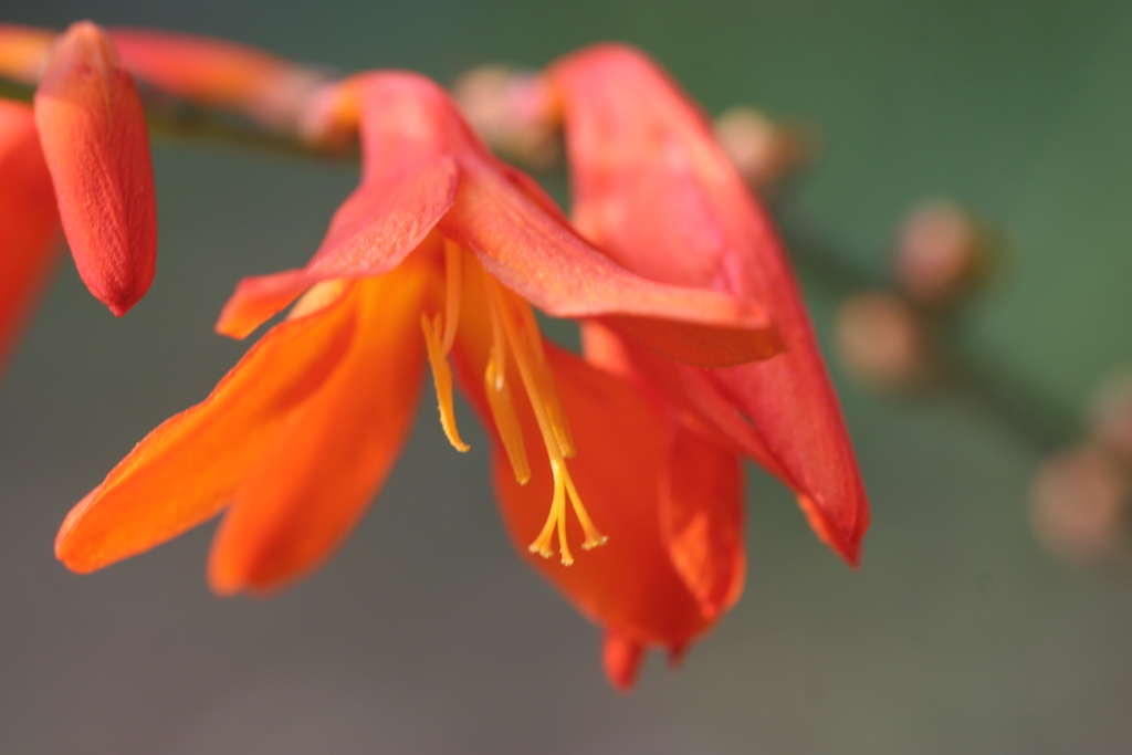 モントブレチア