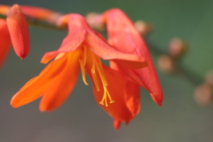 モントブレチア