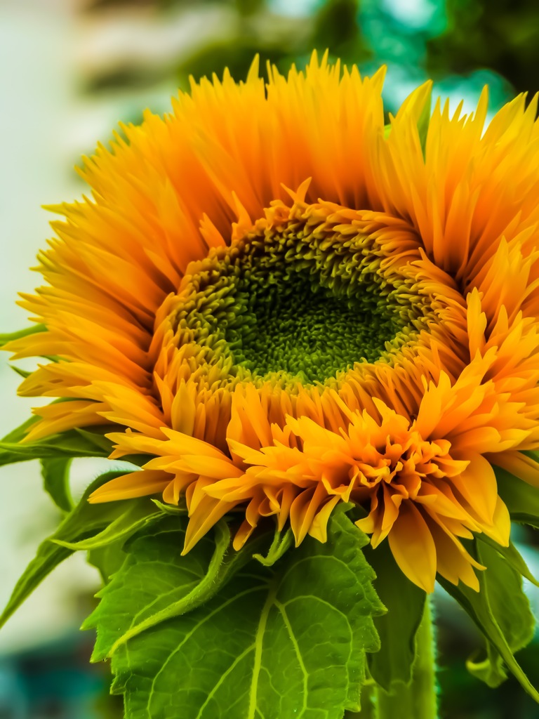 Cloudy sunflower