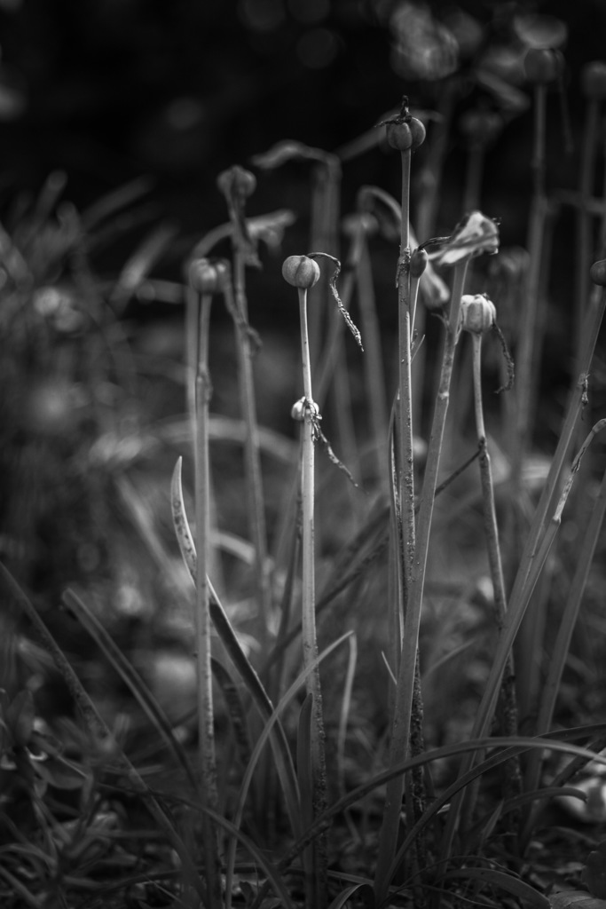 The flowers are over