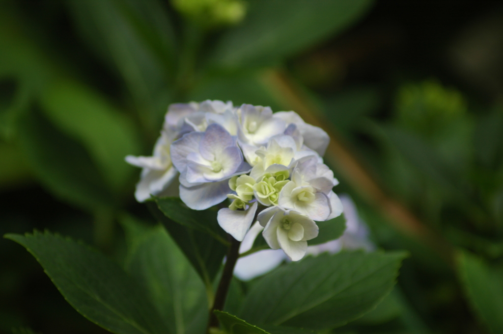 梅雨と紫陽花