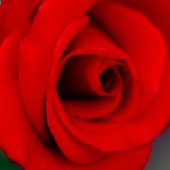 beauty