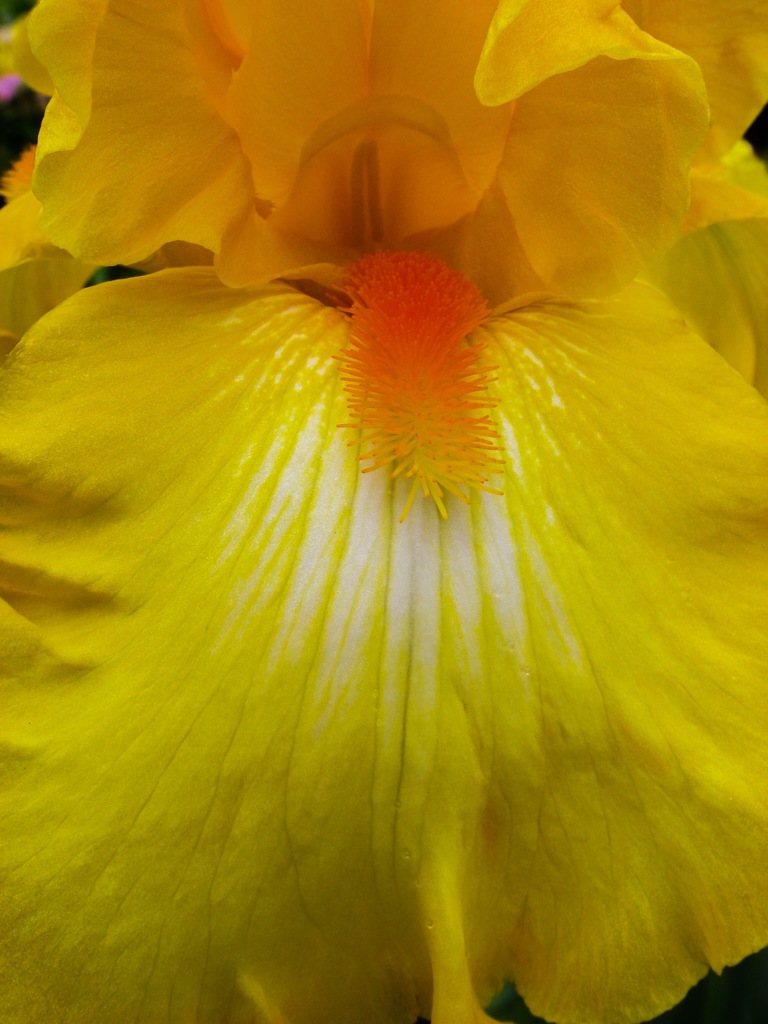 あっかんべー