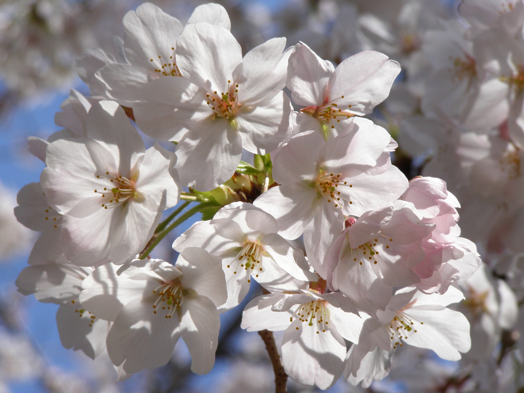 桜　