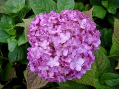 アレ…紫陽花が咲いてる！