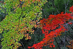 赤と緑