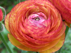 レナンキュラス