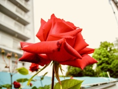 薔薇