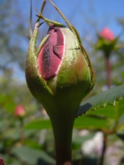 今日は咲くかなぁ〜