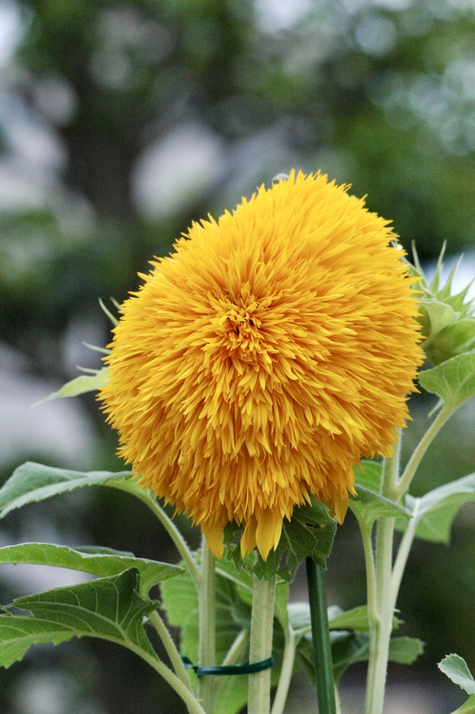 毛むくじゃらな向日葵