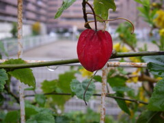 3週連続の雨の日曜日