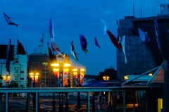 夜空に泳ぐ仲間たち