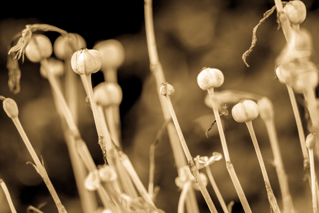 The flowers are over