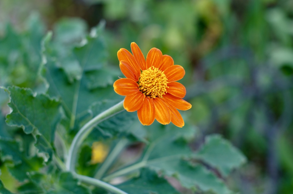orange