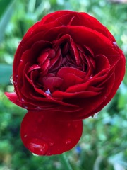 レナンキュラス