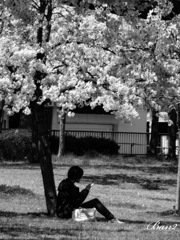 サクラの下で サクラの下で