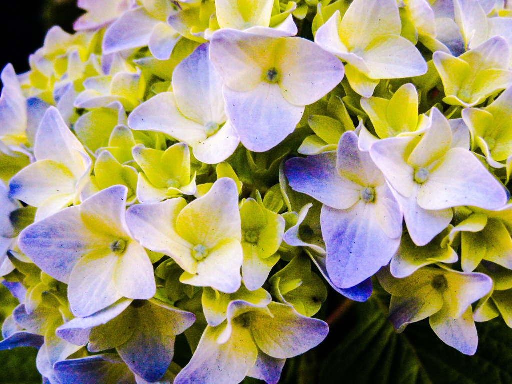 今日の紫陽花