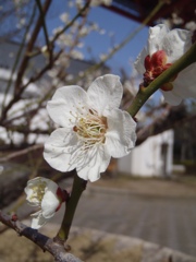 わが家にも春がきた！