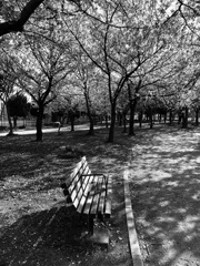 いつものベンチで