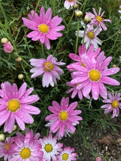 雨に濡れるマーガレット