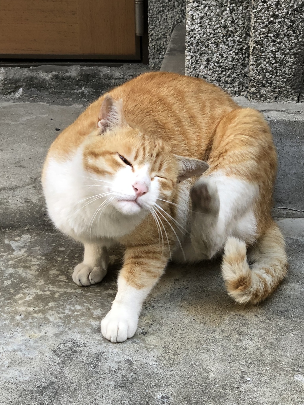 野良ちゃん