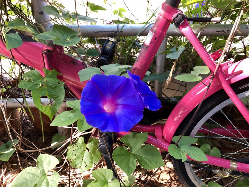 オーシャンブルー