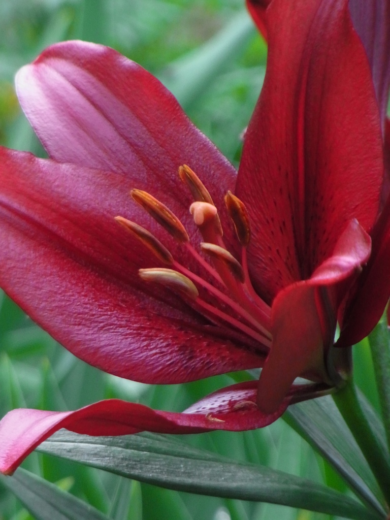 黒百合は 恋の花