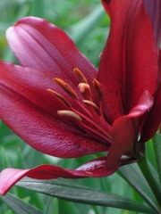 黒百合は 恋の花