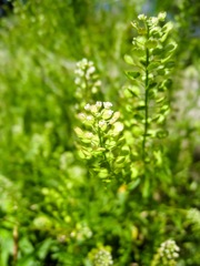 まめぐんばいなずな