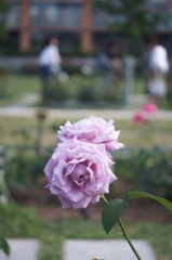 街の公園にて