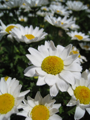 クリサンセマム・ノースポール