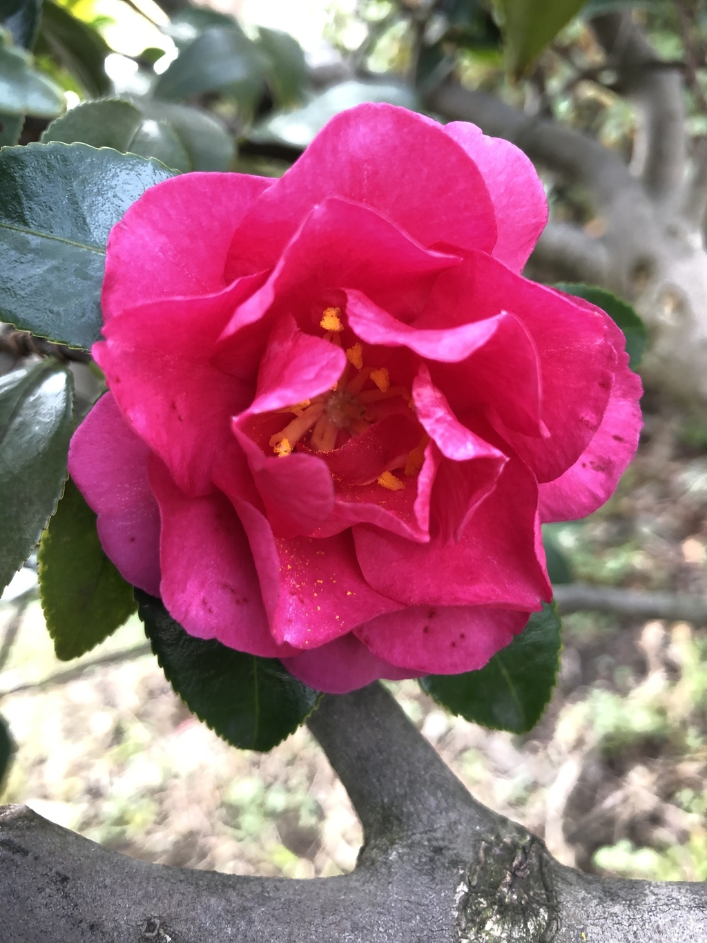 携帯で山茶花を一枚　パチ〜