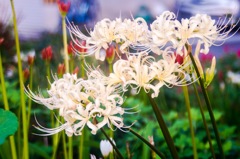 また会う日を楽しみに