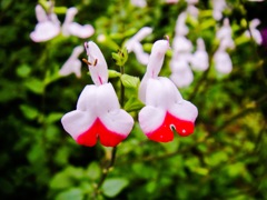 ホットリップス