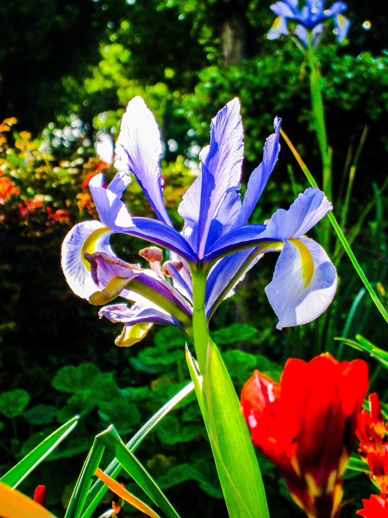 菖蒲