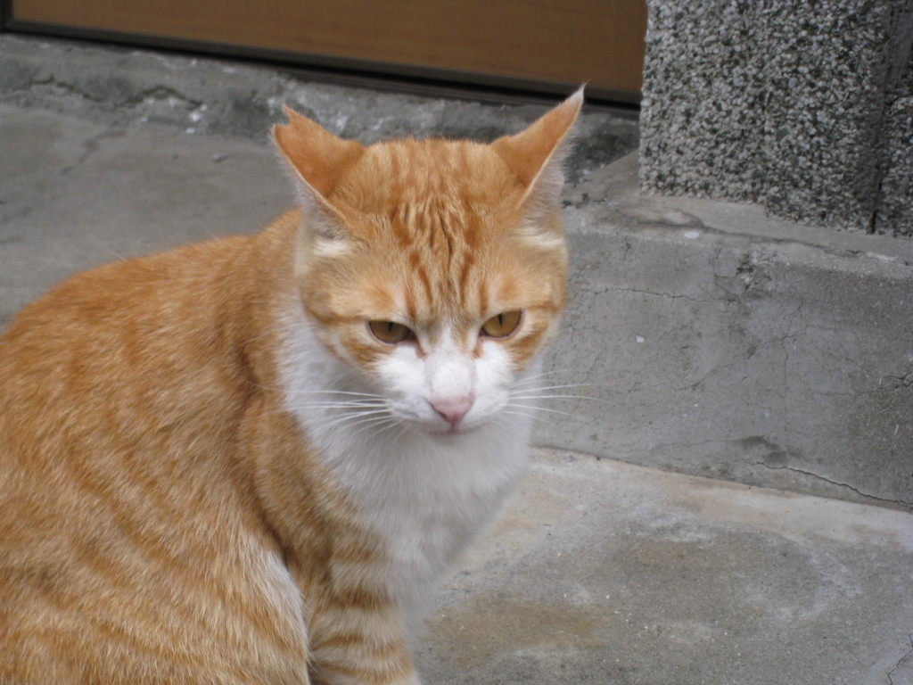 野良ちゃん