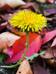 Fall of dandelion