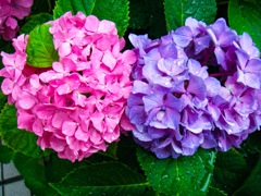 雨の日の楽しみ！