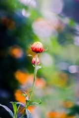 蕾