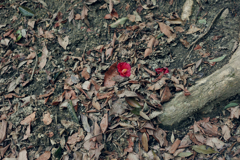 信貴山朝護孫子寺　登山記
