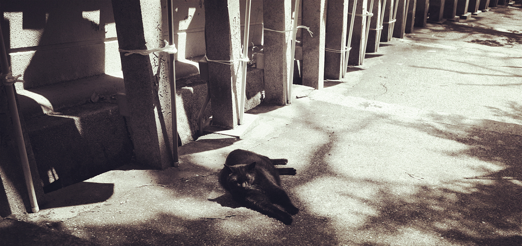 信貴山朝護孫子寺　猫