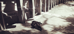 信貴山朝護孫子寺　猫