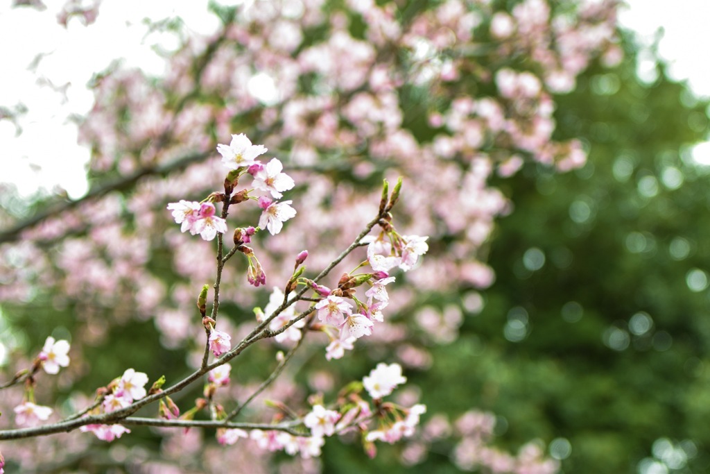 桜