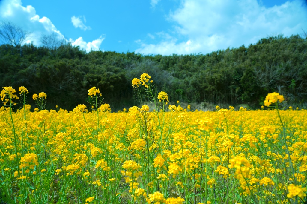 菜の花畑