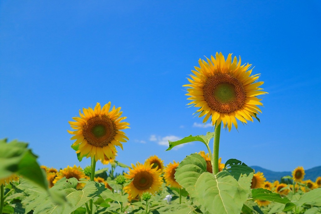 夏の思い出